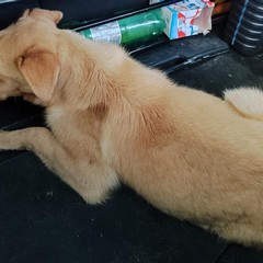 Recuperato dai volontari dell'ANPANA un cane ferito sulla SS93 Canosa-Loconia