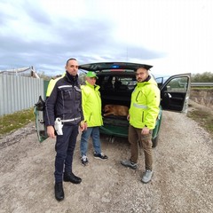 Recuperato dai volontari dell'ANPANA un cane ferito sulla SS93 Canosa-Loconia