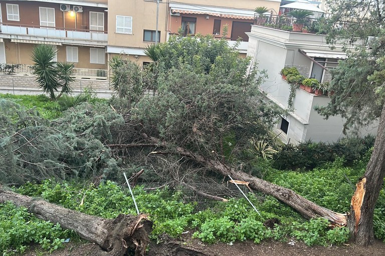 Vento forte a Canosa, cadono due alberi in via B. Franklin e un palo dell'illuminazione in via Corsica