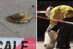 Villa Comunale di Canosa, si stacca una porzione di nido d’api: area messa in sicurezza