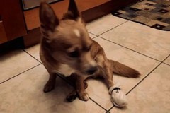 Petardi a Canosa: oltre alla bambina ferito anche un cane