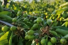Grandine: nell'agro di Canosa danni su frutteti ed oliveti