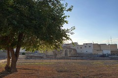 Il Gelso, albero di memoria e viaggio: venerdì 5 giugno l’evento con le scuole presso il Battistero San Giovanni