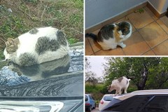 Scomparsi tre gattini in via Redipuglia: sospetto avvelenamento per i residenti