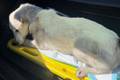 L’Anpana Canosa salva un cane ferito