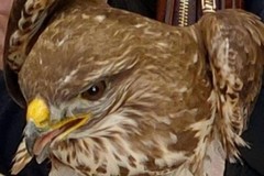 L'ANPANA di Canosa trae in salvo una poiana