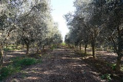 Monitoraggio 2026 per la prevenzione e il controllo della Xylella fastidiosa