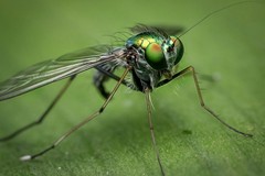 Dipartimento disABILITÀ ItaliaViva Bat :«West Nile: nessuna disinfestazione a Canosa. I comuni intervengano subito»