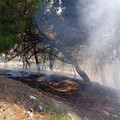 Incendio sulla pineta del Castello: in corso le operazioni di bonifica