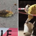 Villa Comunale di Canosa, si stacca una porzione di nido d’api: area messa in sicurezza