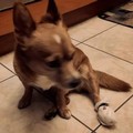 Petardi a Canosa: oltre alla bambina ferito anche un cane