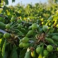 Grandine: nell'agro di Canosa danni su frutteti ed oliveti