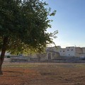 Il Gelso, albero di memoria e viaggio: venerdì 5 giugno l’evento con le scuole presso il Battistero San Giovanni