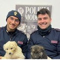 Agenti della Polizia di Stato di Canosa salvano due cuccioli sulla SS 231