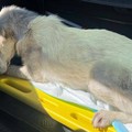 L’Anpana Canosa salva un cane ferito