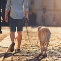 Cani di grossa taglia ne aggradiscono un altro ferendo il proprietario