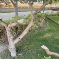 Villa Comunale, ancora vandalismi e degrado: Canosa Bene Comune chiede controlli e interventi