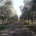 Monitoraggio 2026 per la prevenzione e il controllo della Xylella fastidiosa