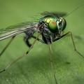 Dipartimento disABILITÀ ItaliaViva Bat :«West Nile: nessuna disinfestazione a Canosa. I comuni intervengano subito»