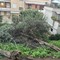 Vento forte a Canosa, cadono due alberi in via B. Franklin e un palo dell'illuminazione in via Corsica