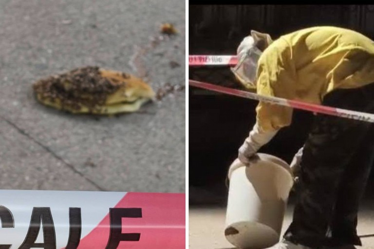 Villa Comunale di Canosa, si stacca una porzione di nido d’api: area messa in sicurezza