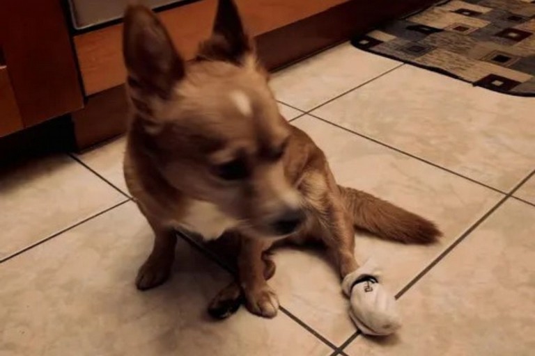 Petardi a Canosa: oltre alla bambina ferito anche un cane