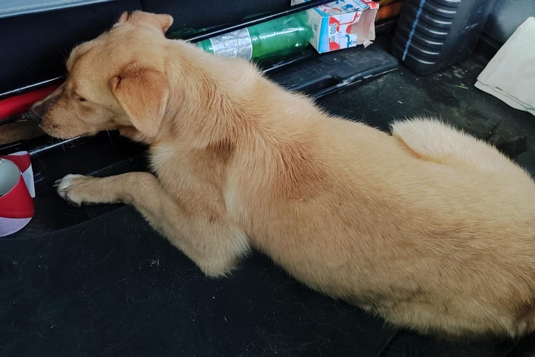 Recuperato dai volontari dell'ANPANA un cane ferito sulla SS93 Canosa-Loconia